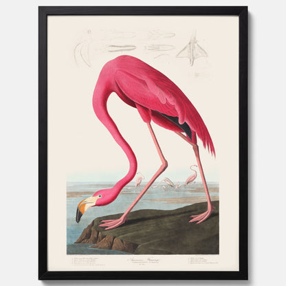 Tavla med Rosa Flamingo poster vintage illustration konst