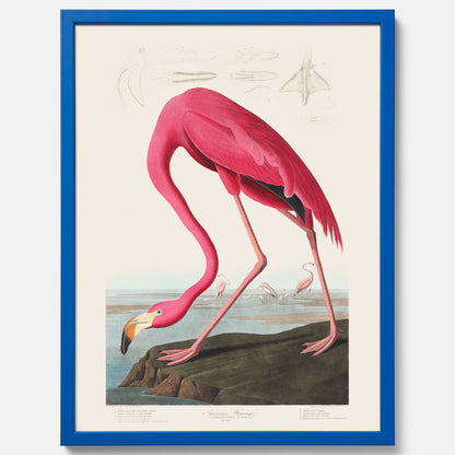 Tavla med Rosa Flamingo poster vintage illustration konst