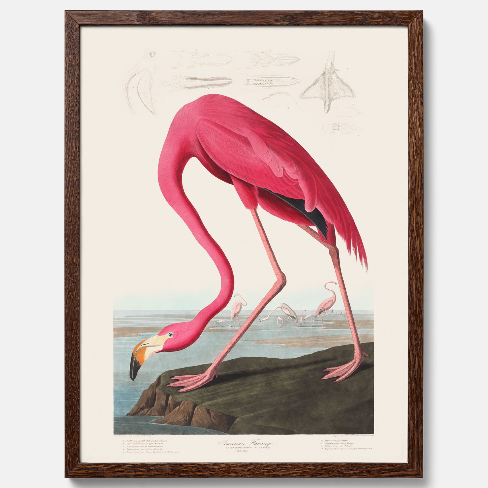 Tavla med Rosa Flamingo poster vintage illustration konst