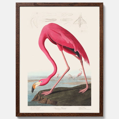 Tavla med Rosa Flamingo poster vintage illustration konst