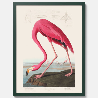 Tavla med Rosa Flamingo poster vintage illustration konst