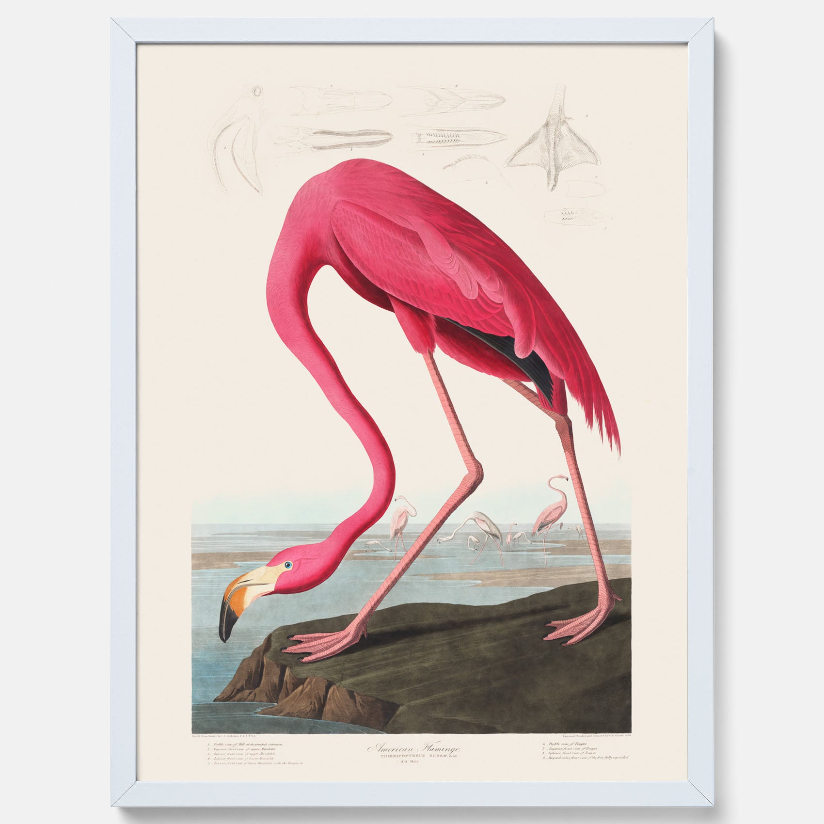 Tavla med Rosa Flamingo poster vintage illustration konst