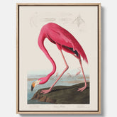 Tavla med Rosa Flamingo canvas vintage illustration konst
