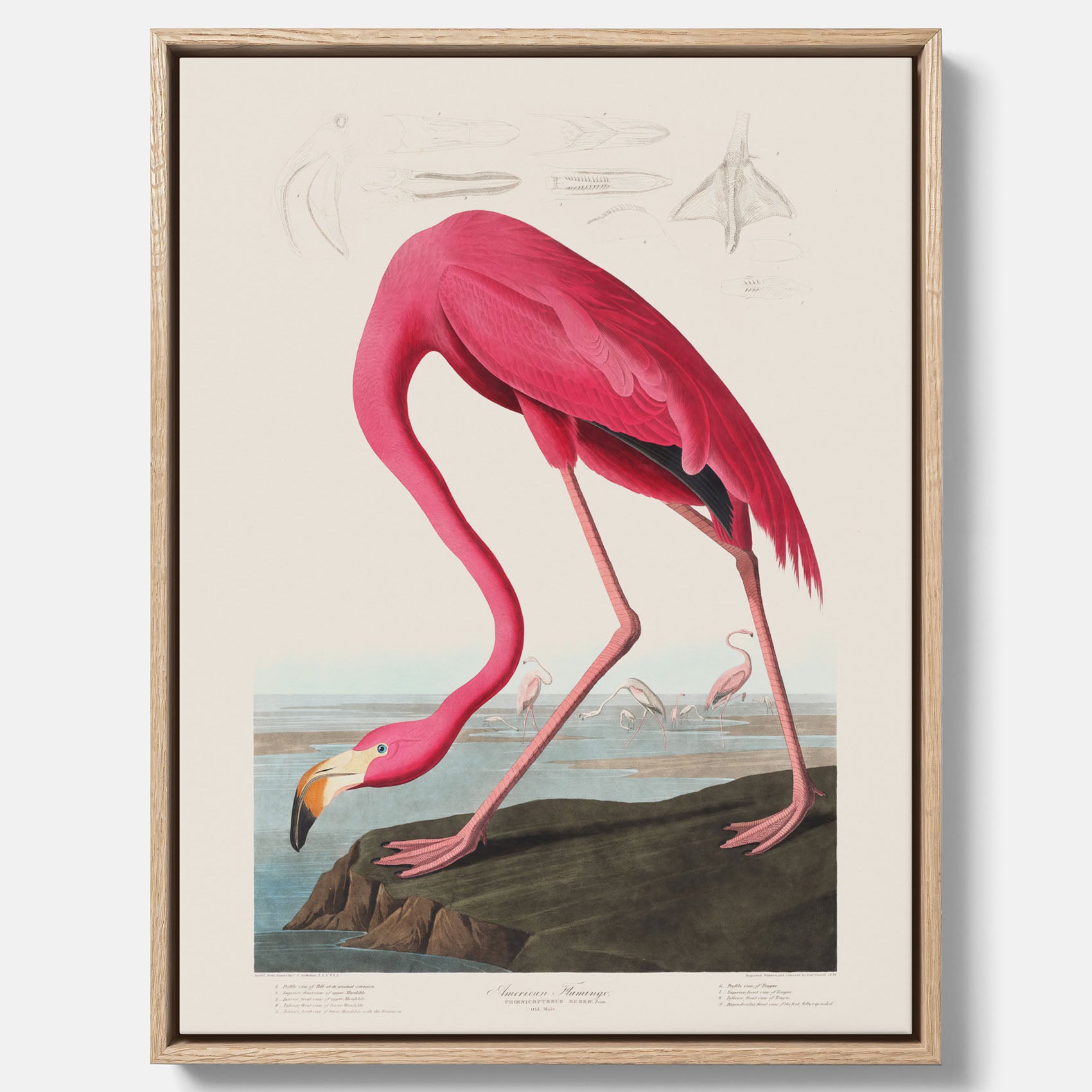 Tavla med Rosa Flamingo canvas vintage illustration konst