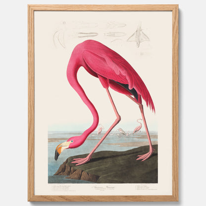 Tavla med Rosa Flamingo poster vintage illustration konst