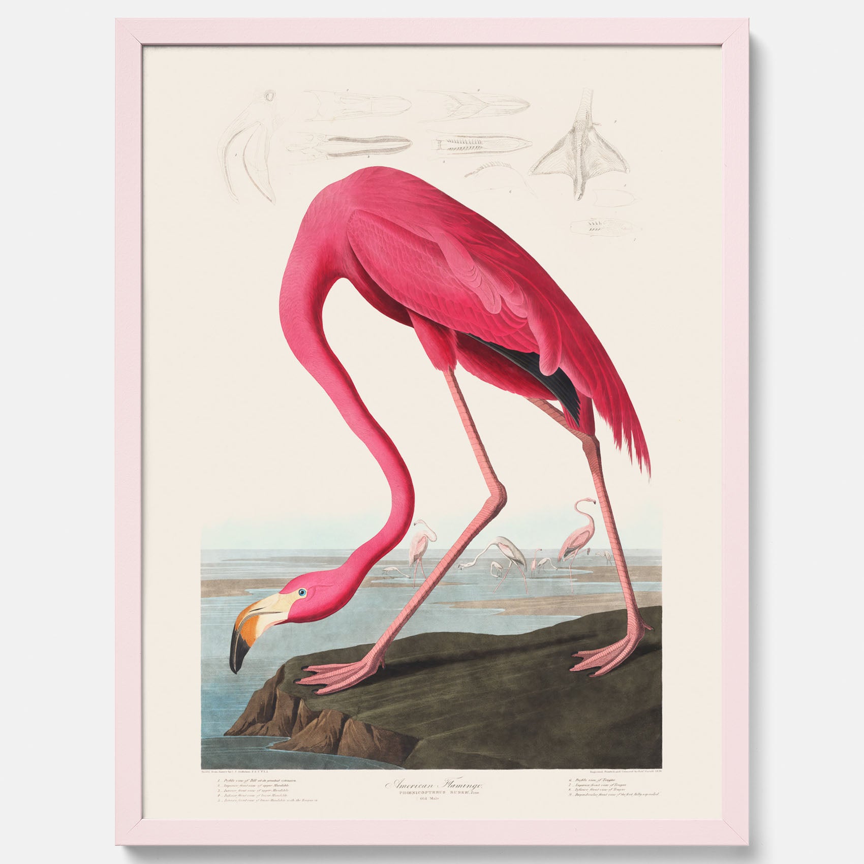Tavla med Rosa Flamingo poster vintage illustration konst