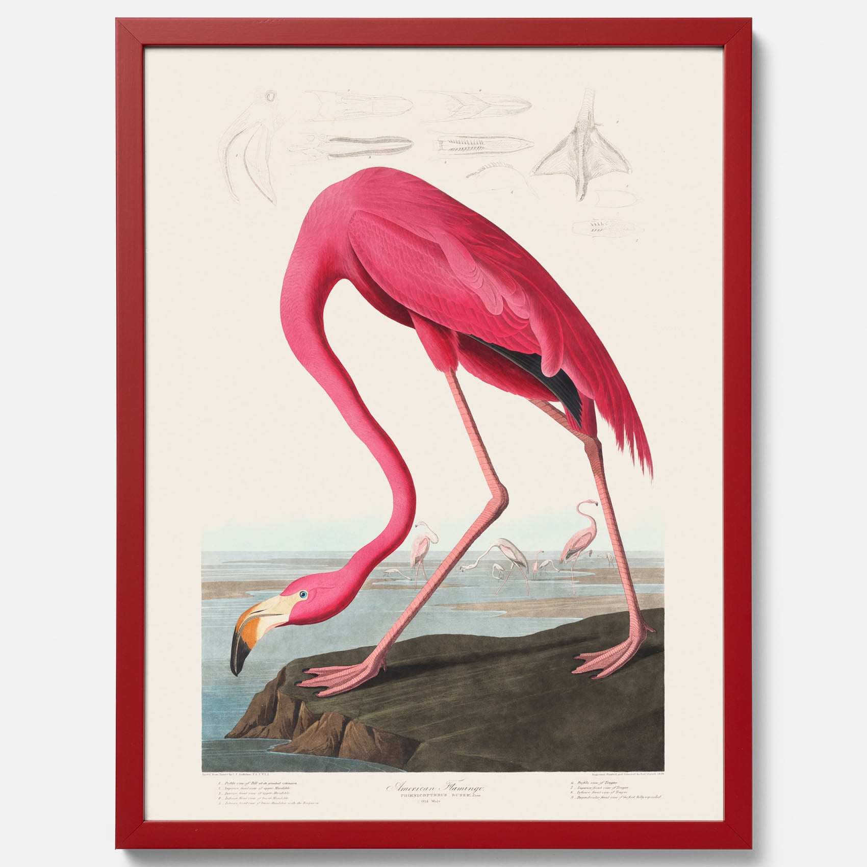 Tavla med Rosa Flamingo poster vintage illustration konst