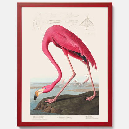 Tavla med Rosa Flamingo poster vintage illustration konst