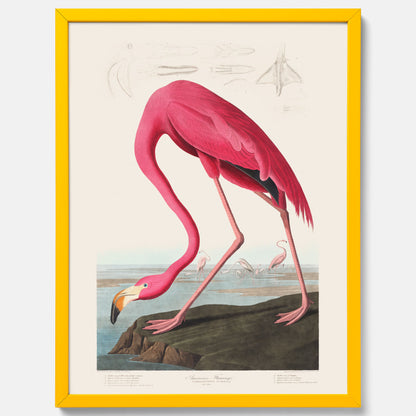 Tavla med Rosa Flamingo poster vintage illustration konst