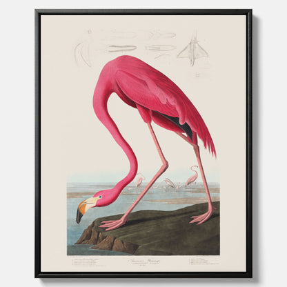 Tavla med Rosa Flamingo canvas vintage illustration konst
