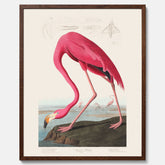 Tavla med Rosa Flamingo poster vintage illustration konst