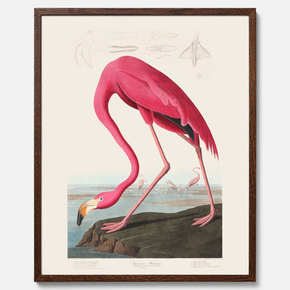 Tavla med Rosa Flamingo poster vintage illustration konst