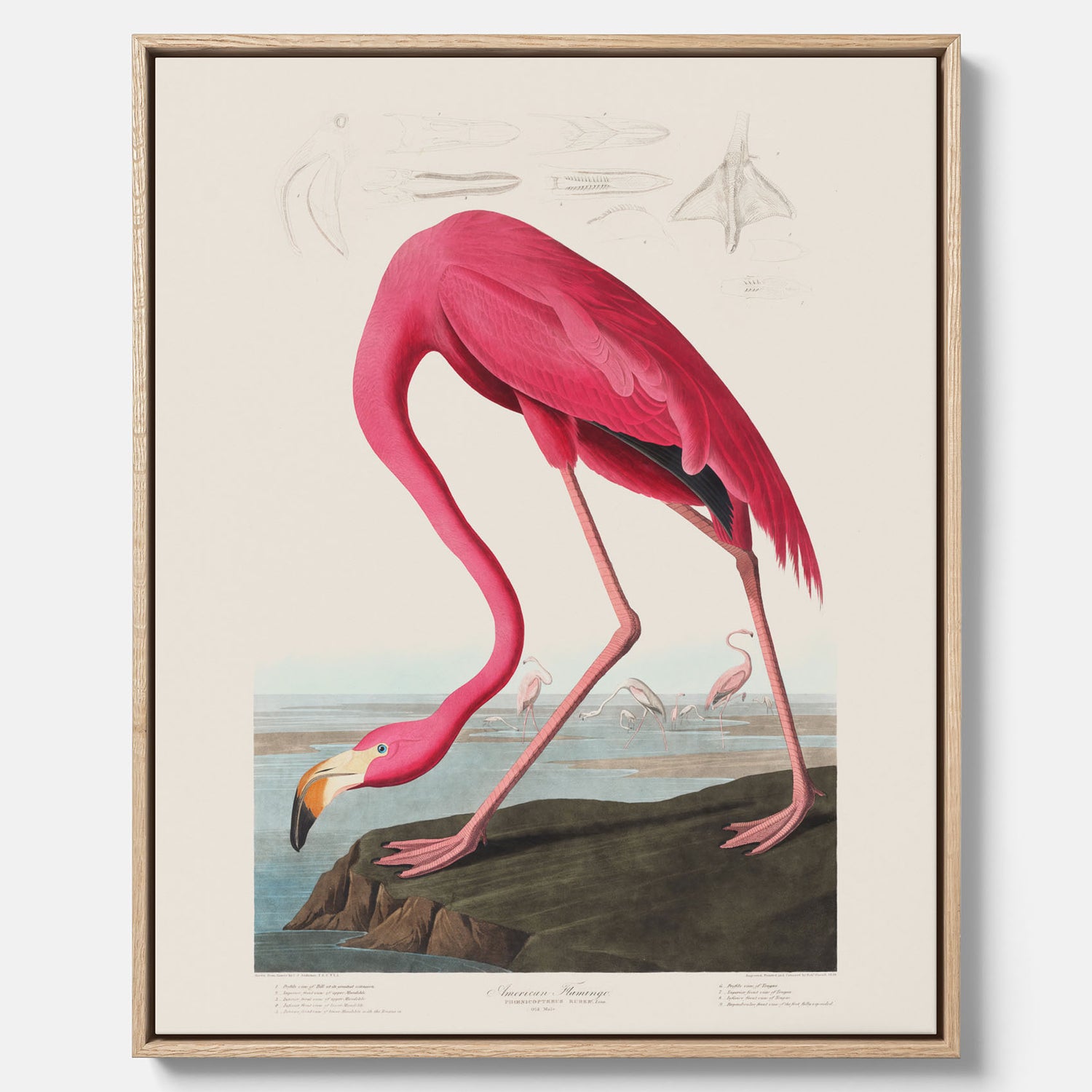 Tavla med Rosa Flamingo canvas vintage illustration konst
