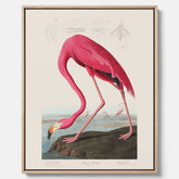 Tavla med Rosa Flamingo canvas vintage illustration konst
