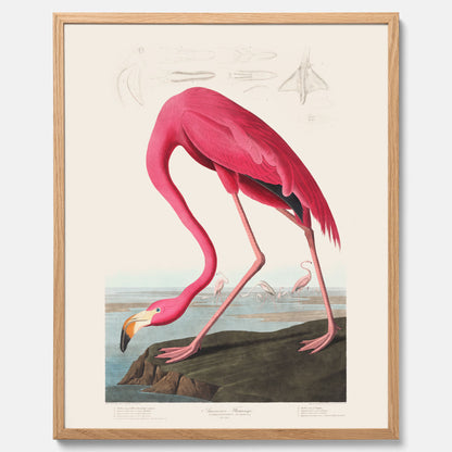 Tavla med Rosa Flamingo poster vintage illustration konst