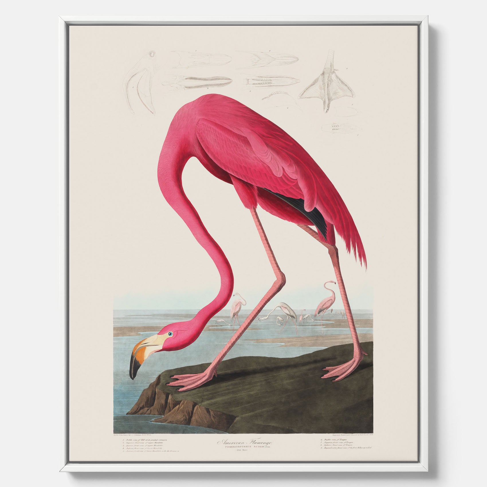 Tavla med Rosa Flamingo canvas vintage illustration konst