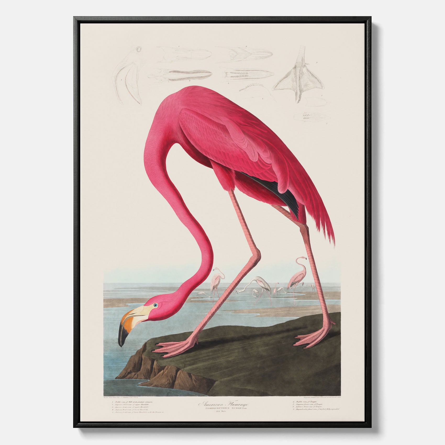 Tavla med Rosa Flamingo canvas vintage illustration konst
