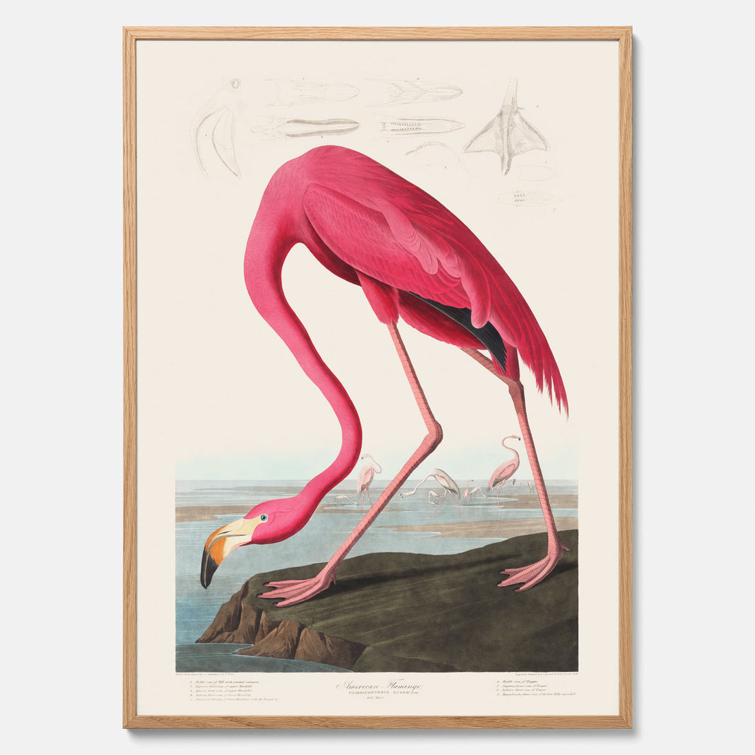 Tavla med Rosa Flamingo poster vintage illustration konst