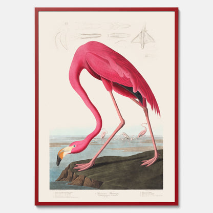 Tavla med Rosa Flamingo poster vintage illustration konst