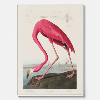 Tavla med Rosa Flamingo canvas vintage illustration konst