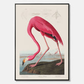 Tavla med Rosa Flamingo canvas vintage illustration konst