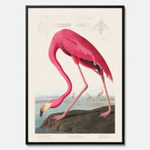 Tavla med Rosa Flamingo poster vintage illustration konst