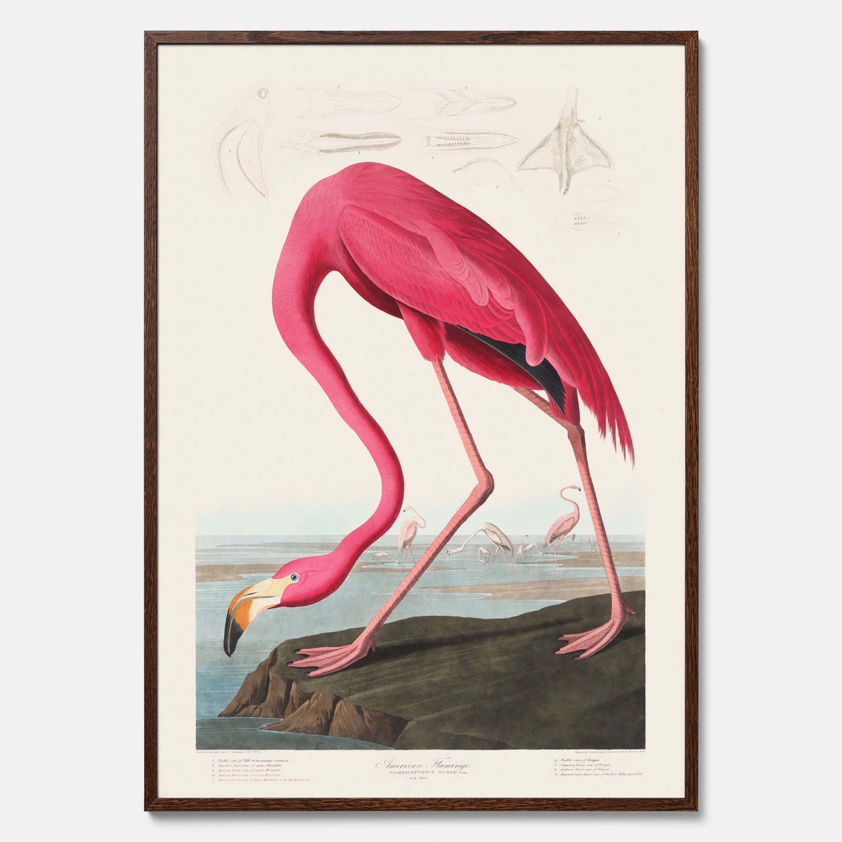 Tavla med Rosa Flamingo poster vintage illustration konst
