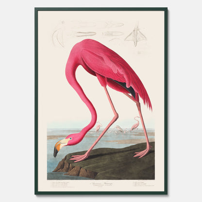 Tavla med Rosa Flamingo poster vintage illustration konst