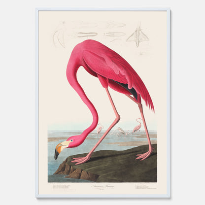 Tavla med Rosa Flamingo poster vintage illustration konst
