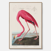 Tavla med Rosa Flamingo canvas vintage illustration konst