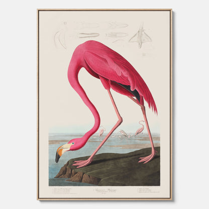 Tavla med Rosa Flamingo canvas vintage illustration konst