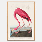 Tavla med Rosa Flamingo poster vintage illustration konst