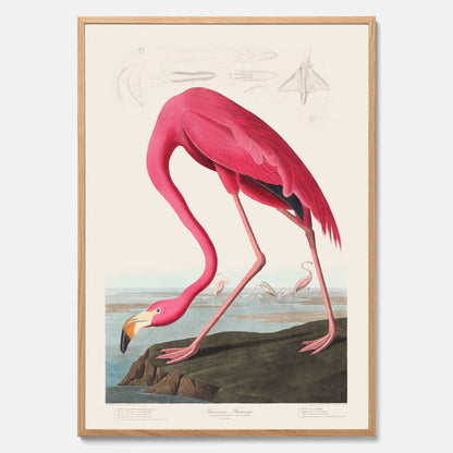 Tavla med Rosa Flamingo poster vintage illustration konst