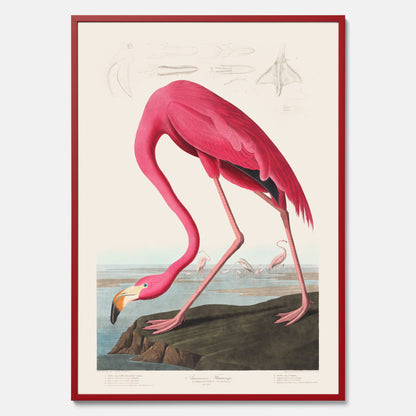 Tavla med Rosa Flamingo poster vintage illustration konst