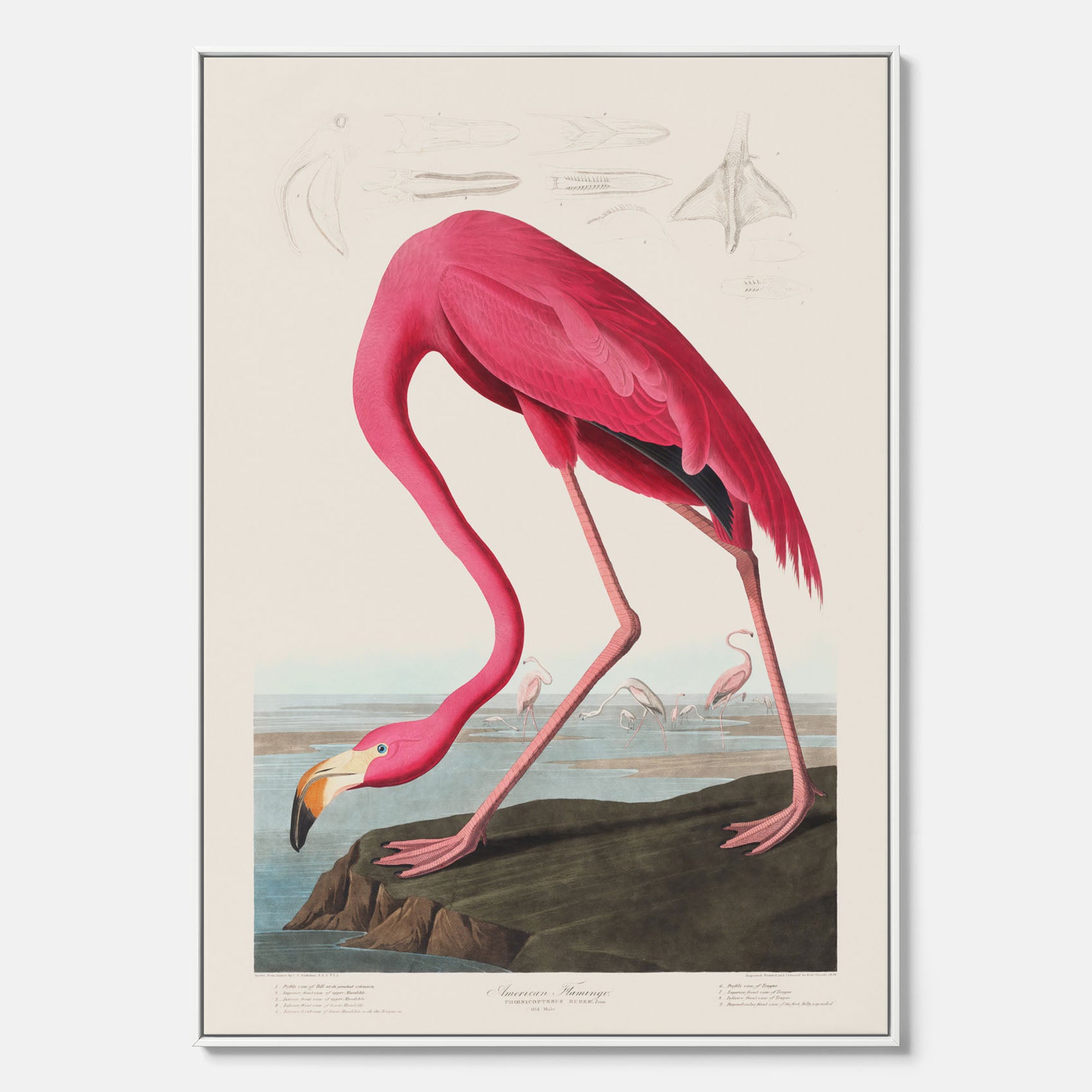 Tavla med Rosa Flamingo canvas vintage illustration konst