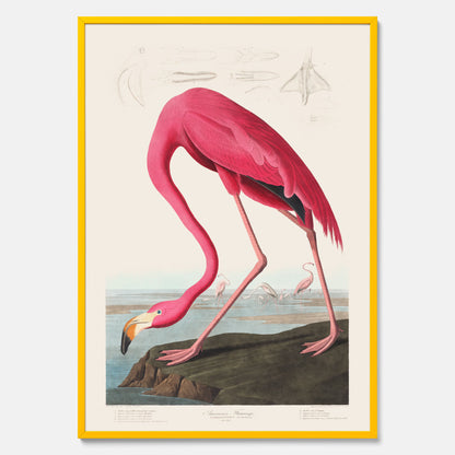 Tavla med Rosa Flamingo poster vintage illustration konst