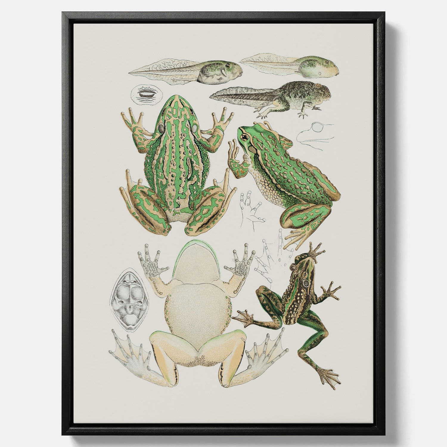 Canvastavla med grodor, grodtavla  – Vintageposter med grodors utvecklingsstadier
