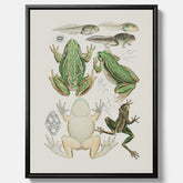 Canvastavla med grodor, grodtavla  – Vintageposter med grodors utvecklingsstadier