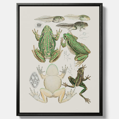Canvastavla med grodor, grodtavla  – Vintageposter med grodors utvecklingsstadier