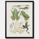 Tavla med grodor, grodtavla  – Vintageposter med grodors utvecklingsstadier