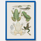 Tavla med grodor, grodtavla  – Vintageposter med grodors utvecklingsstadier