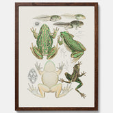 Tavla med grodor, grodtavla  – Vintageposter med grodors utvecklingsstadier