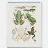 Tavla med grodor, grodtavla  – Vintageposter med grodors utvecklingsstadier