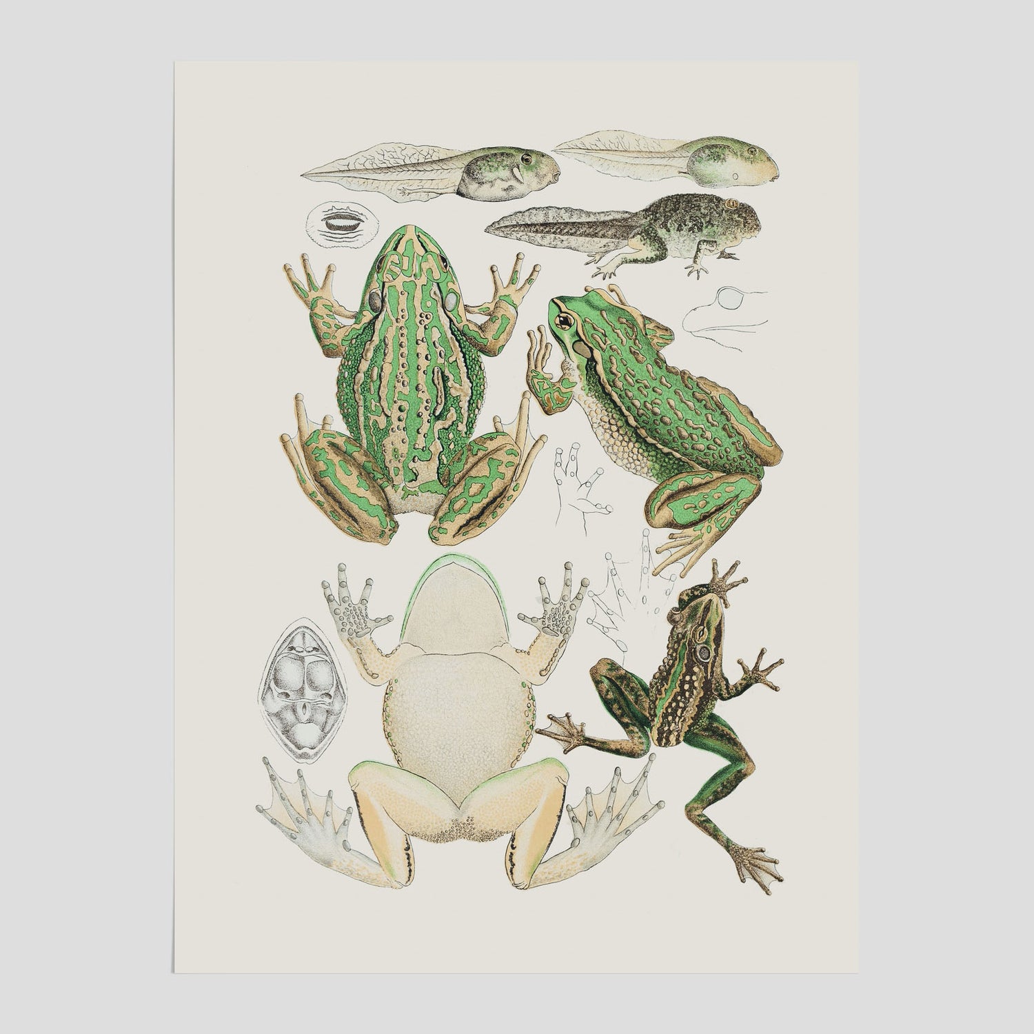 Poster med grodor, grodtavla  – Vintageposter med grodors utvecklingsstadier
