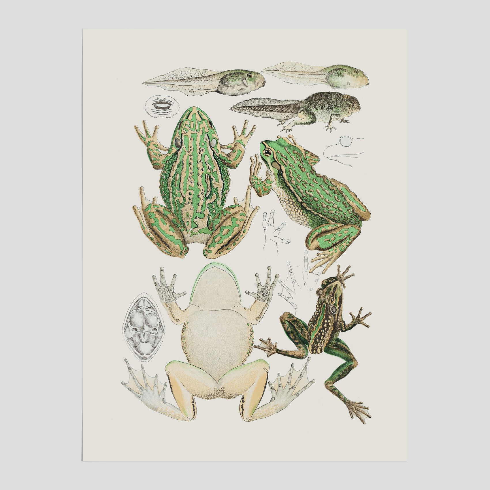 Poster med grodor, grodtavla  – Vintageposter med grodors utvecklingsstadier