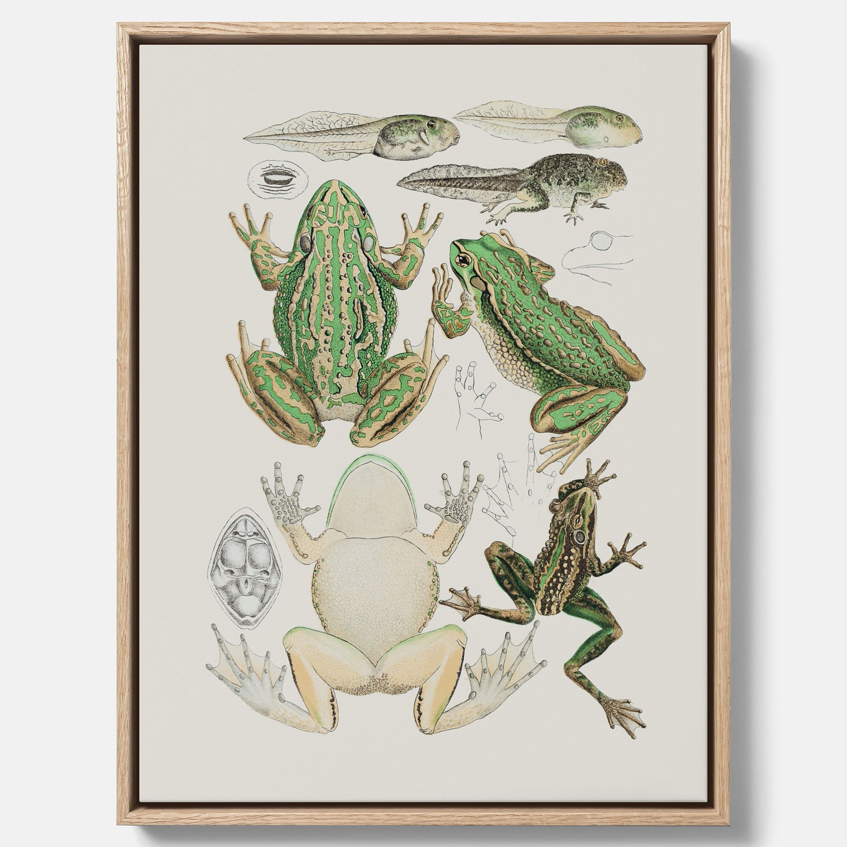 Canvastavla med grodor, grodtavla  – Vintageposter med grodors utvecklingsstadier
