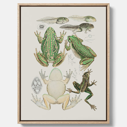 Canvastavla med grodor, grodtavla  – Vintageposter med grodors utvecklingsstadier