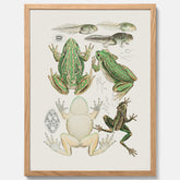 Tavla med grodor, grodtavla  – Vintageposter med grodors utvecklingsstadier