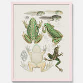 Tavla med grodor, grodtavla  – Vintageposter med grodors utvecklingsstadier