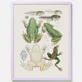 Tavla med grodor, grodtavla  – Vintageposter med grodors utvecklingsstadier